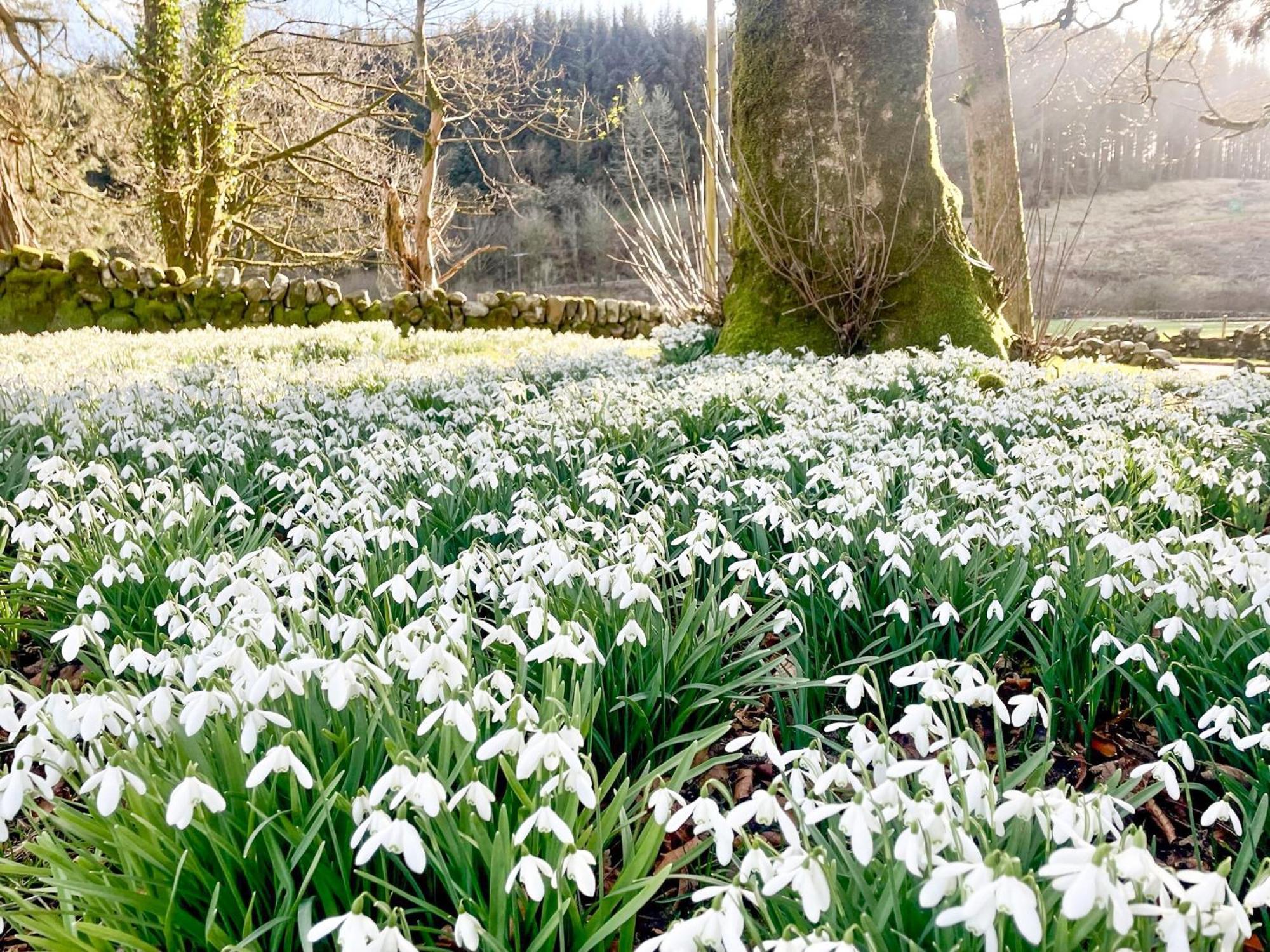 Mossdale Cottage Dalmellington Εξωτερικό φωτογραφία